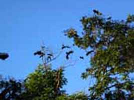 The everpresent crows