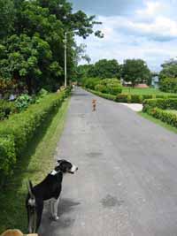 Dogs walking with me