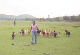 Kalyani trying to catch the goats